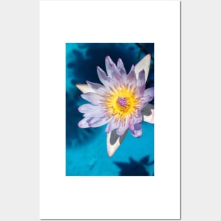 Water Lily Posters and Art